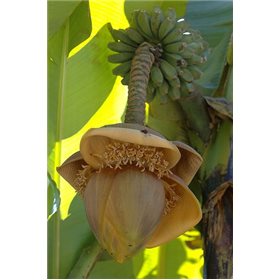 Banánovník Basjoo ( Musa glauca ) 5 semen