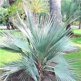 Palma stříbrná ( Nannorrhops arabica) 3 semena