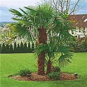 Palma konopná (Trachycarpus fortunei) 3 semena