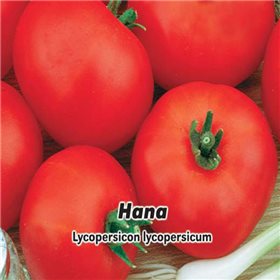 Rajče keříčkové-Hana - semena 0,2 g