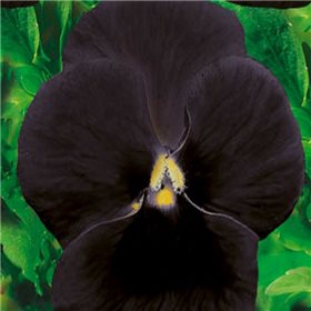Maceška zahradní-Black king - semena 0,2 g