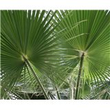 Washingtonie vláknitá (palma: Washingtonia filifera) semínka palmy 7ks