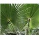 Washingtonie vláknitá (palma: Washingtonia filifera) semínka palmy 7ks