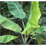 Banánovník Yunna (rostlina: Musa yunnanensis) - 4 semena