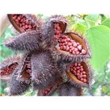 Oreálník barvířský (rostlina: Bixa orellana) - 5 semen