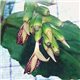 Zázvor okrasný (rostlina: Zingiber clarkeii) - 5 semen