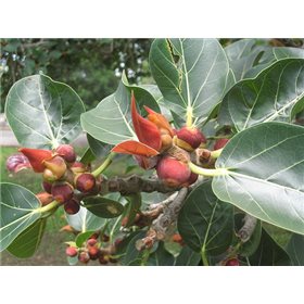 Fíkovník banyán (Ficus benghalensis) 5 semen