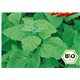 Melde – Lebeda Zahradní (rostlina: Atriplex hortensis) BIO