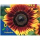 Slunečnice -Helianthus Pro Cut Bicolor