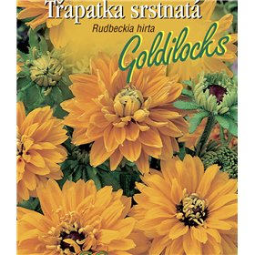 http://www.semena-rostliny.cz/22595-thickbox/rudbeckia-hirta-tl-apatka-lll-or-goldilocks.jpg