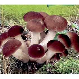 http://www.semena-rostliny.cz/23003-thickbox/agrocybe-aeger-polniatka-top-h.jpg