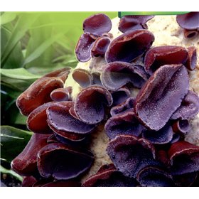http://www.semena-rostliny.cz/23006-thickbox/auricularia-aur-ucho-jid-l-ovo.jpg