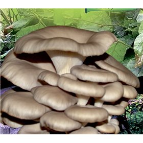 http://www.semena-rostliny.cz/23021-thickbox/pleurotus-ost-hl-va-s-m109-h.jpg
