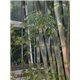 Bambus trnitý (Bambusa bambos Giant) - 3 semen