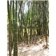 Bambus Male Bamboo (Dendrocalamus strictus) - 10 semen