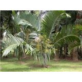 Palma zkroucená (Dypsis prestoniana - Tavilo Palm) - 4 semen