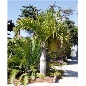 Palma elegantní (Hyophorbe verschaffeltii) 4 semena