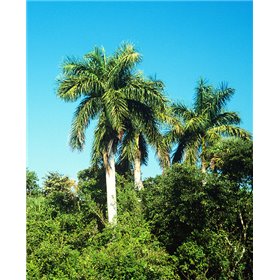 Palma kubánská (Roystonea regia ) 4 semena