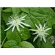 Mučenka vanilková (Passiflora capsularis) - 5 semen