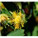 Mučenka žlutá (Passiflora edulis flavicarpa) - 6 semen