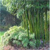 Bambus obecný (Bambusa Arundinacea) - 6 semen