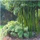 Bambus obecný (Bambusa Arundinacea) - 6 semen