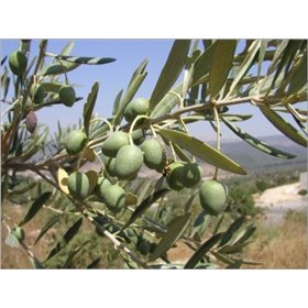 Olivovník evropský (Olea Europaea) 5 semen