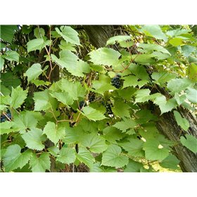http://www.semena-rostliny.cz/25469-thickbox/vitis-riparia.jpg