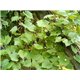 Réva pobřežní (Vitis Riparia) - 6 semen