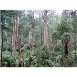 Eukalyptus regnans (Eucalyptus regnans) - 8 semen