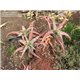Aloe megalacantha (Aloe megalacantha x A. sinkatana) - 6 semen