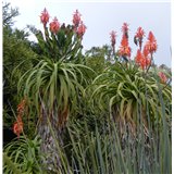 Aloe pluridens (Aloe pluridens) - 6 semen
