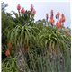 Aloe pluridens (Aloe pluridens) - 6 semen