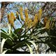 Aloe rupestris (Aloe rupestris) - 6 semen