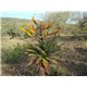 Aloe spectabilis (Aloe spectabilis) - 6 semen