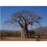 Baobab prstnatý (Adansonia digitata) - 5 semen