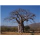 Baobab prstnatý (Adansonia digitata) - 5 semen