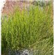 Chvojník - Mormonský čaj (Ephedra viridis) 8 semen