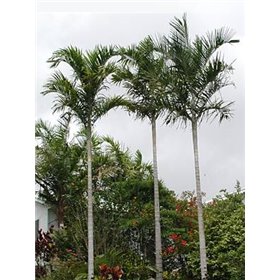 Palma acuminata (Carpentaria acuminata) 4 semena