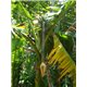 Banánovník obecný (Musa balbisiana)  5 semen