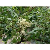 Palisandr  (Dalbergia latifolia) - 7 semen