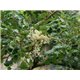 Palisandr (Dalbergia Latifolia) 7 semen