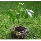 Vlnovec pětimužný (Ceiba pentandra) - 7 semen