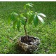 Vlnovec pětimužný (Ceiba pentandra) 7 semen