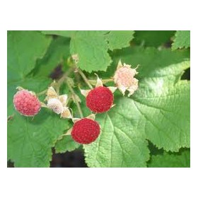 Ostružiník nutkajský (Rubus Parviflorus) 6 semen