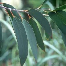 Eukalyptus sněhový Jounama Snow (Eucalyptus pauciflora) 8 semen
