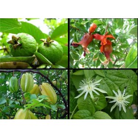 Balíček ovocných semínek 4 druhy