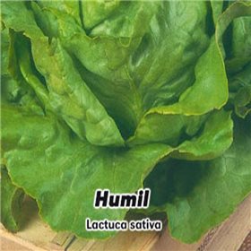 Salát hlavkový - Humil - semena 0,6 g