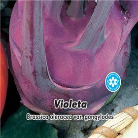 Pozdní kedluben modrý - Violeta - semena 0,8 g