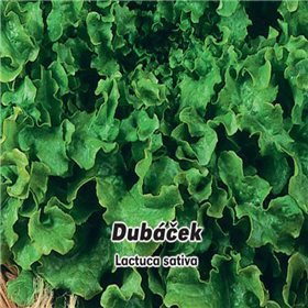Salát listový Dubáček - semena 0,5 g
